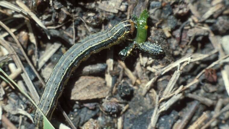 CROP MUNCHERS: Fall army worms is one of the latest biosecurity breaches.