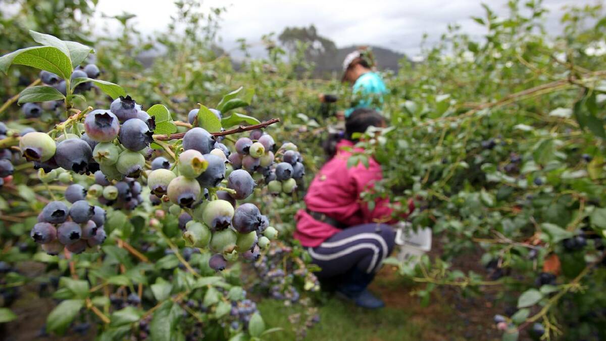 Govt urged to give illegal farm workers amnesty: ag workforce report