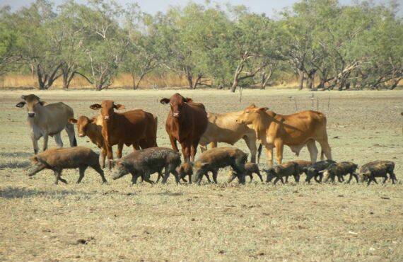 What science says about feral animals in Australian FMD outbreak