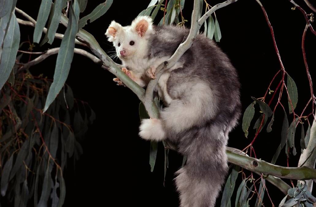 A Greater Glider. Picture by Wilderness Society