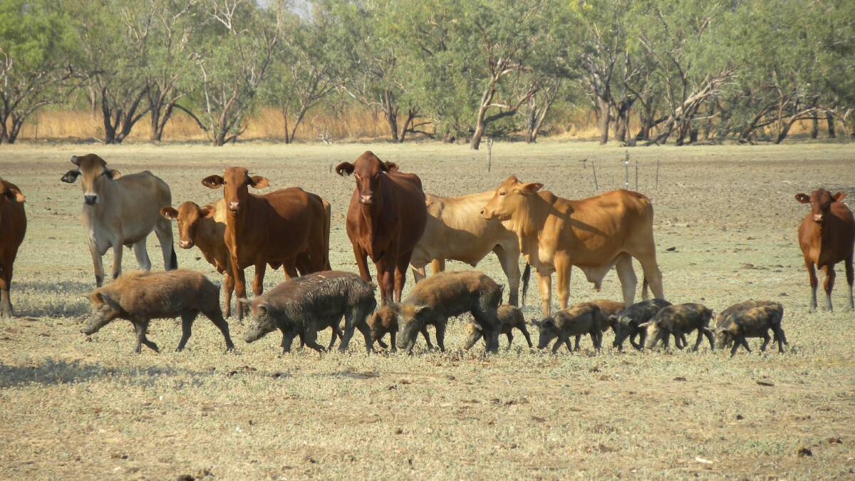 New weapon in fight against feral pigs after decade in the making