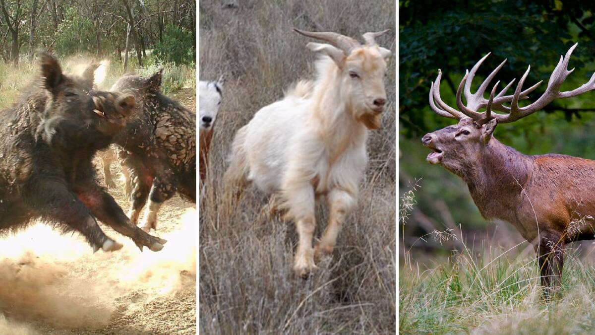 Funds needed to stop advancing army of deer, pigs and goats: inquiry