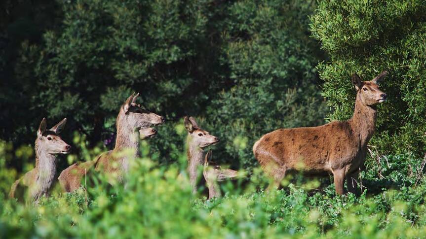 National plan to rein in deer before they become next rabbit plague