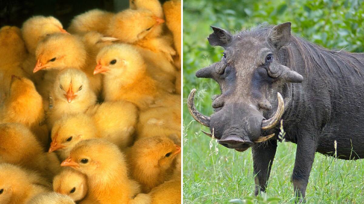 Gene tech could end chick culling and stop African swine flu deaths