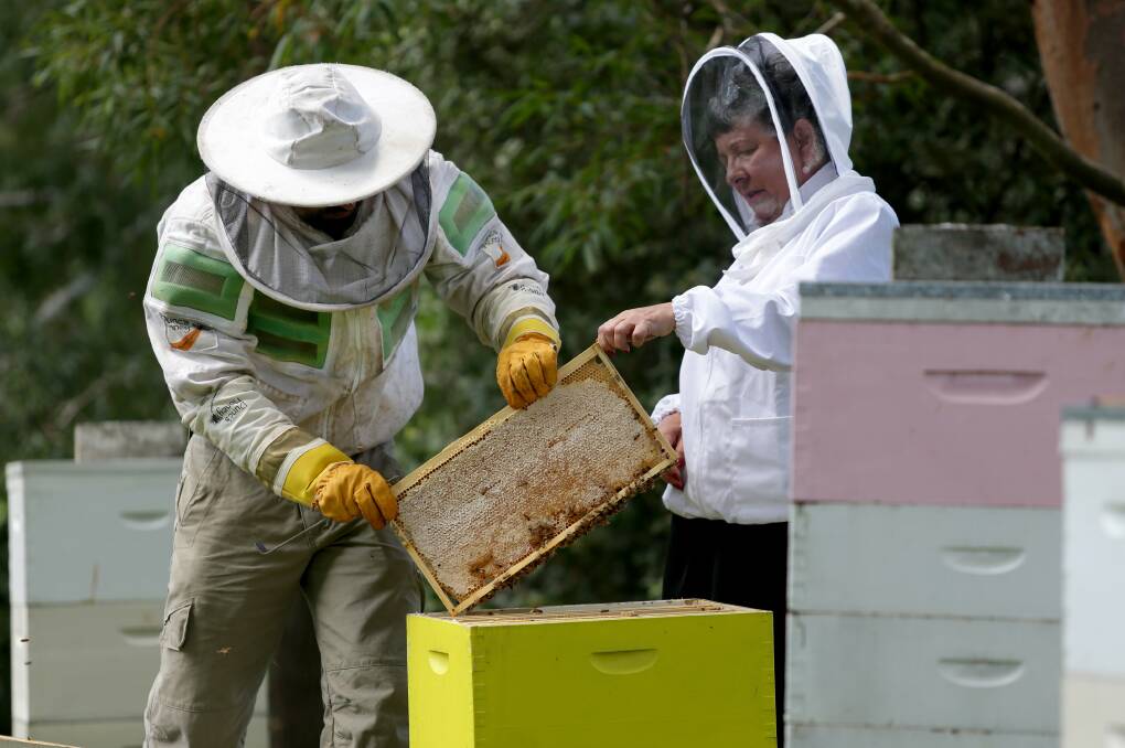 $18m package for beekeepers affected by Varroa mite outbreak