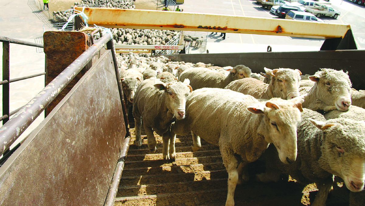 The Albanese government has committed to phasing out live sheep exports, but will not do so in this term of government.