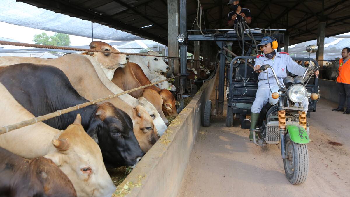 Australian live cattle will resume exporting to Indonesian feedlots. Picture by MLA.