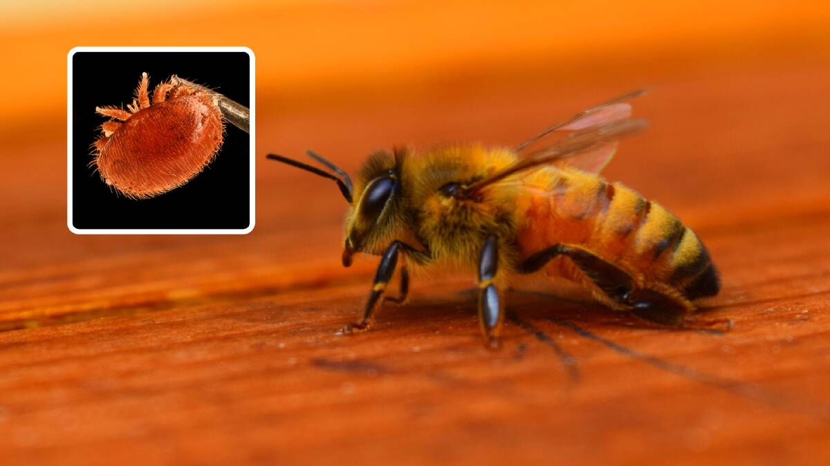 Pollination goes ahead despite fears Varroa eradication not possible