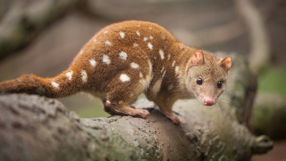 A spotted-tailed quoll or tiger quoll. Photo by WWF Australia 