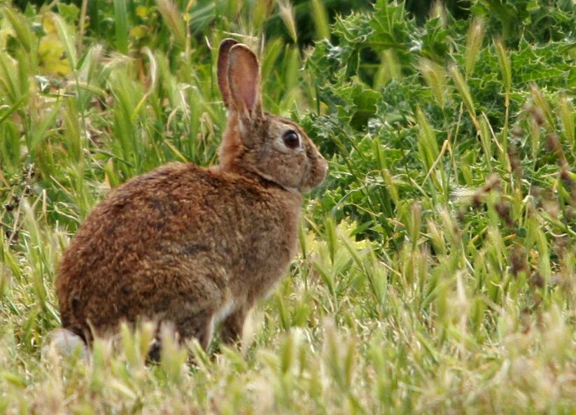Rabbit control funding dries up despite damning environment report