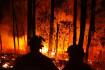 Logged native forests significantly more fire prone research says