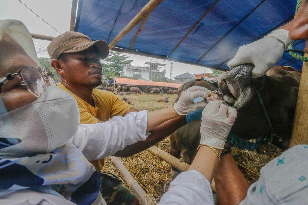 NO NEW CASES: A veterinarian check health a cow to prevention foot-and-mouth disease in Indonesia. Photo: Andi M Ridwan