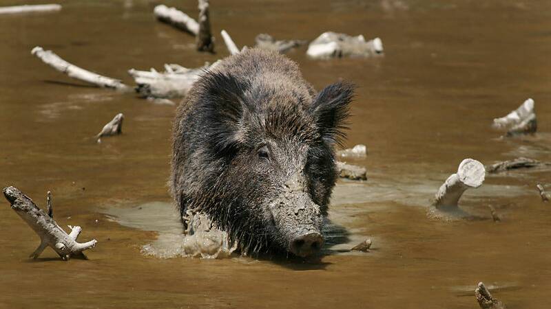 Is reviving wild boar industry part of feral pig solution?