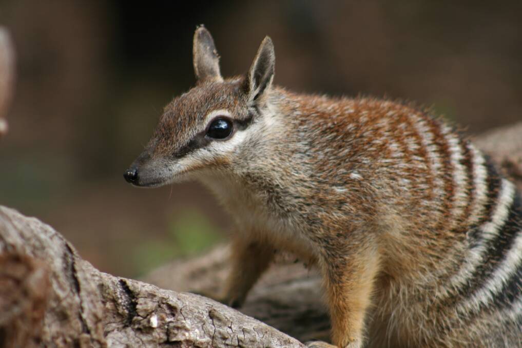 A numbat. Photo by Perth Zoo