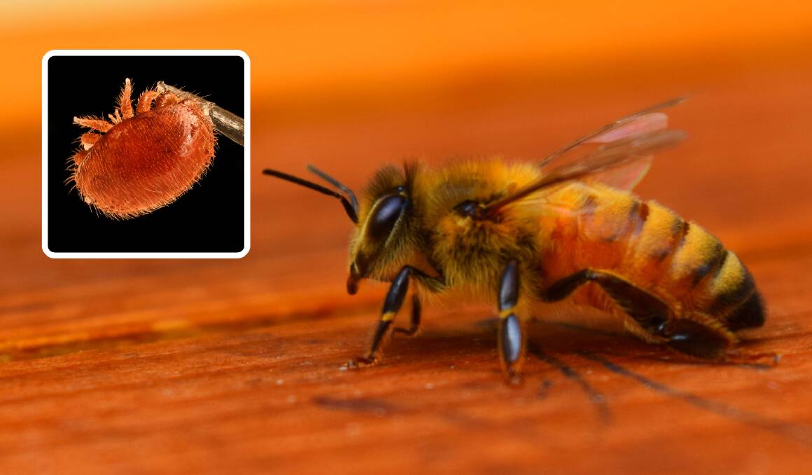 How states are preparing for Varroa mite crossing bee borders
