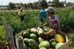 Seasonal Worker Program could be increased tenfold, but not in Asia