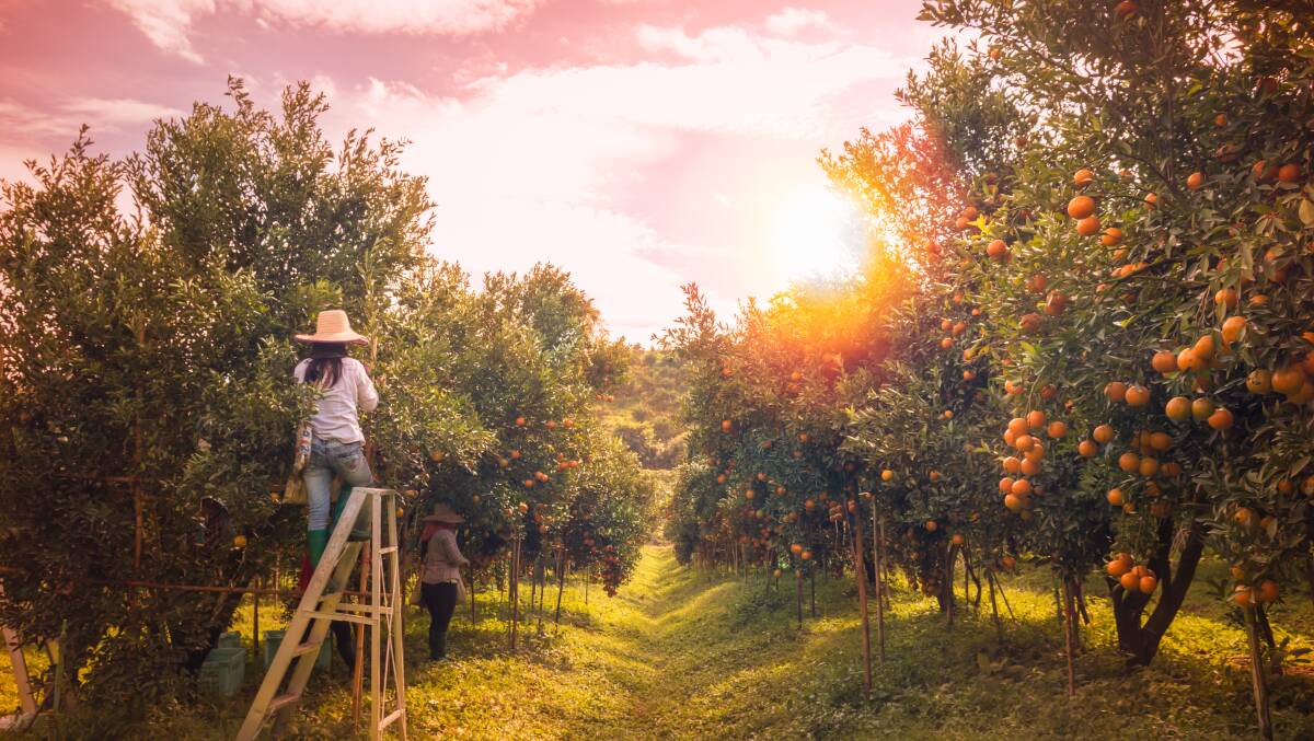 CONCERN: A new survey has found underpayment of migrant workers is widespread on Australian farms. Photo: Shutterstock