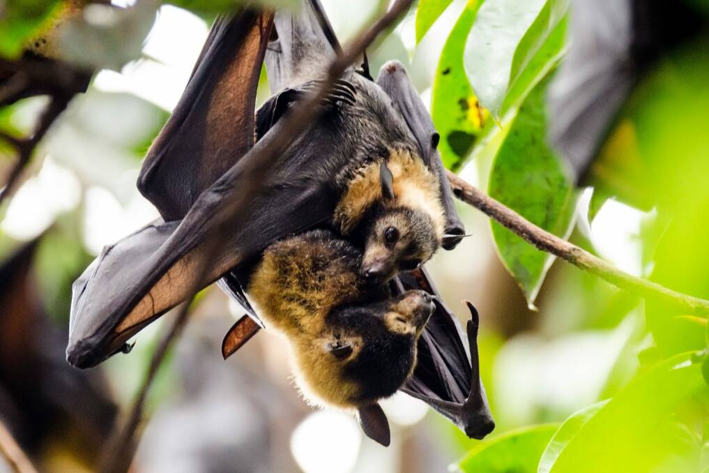Spectacled flying fox and her pup. Picture by Environmental Defenders Office
