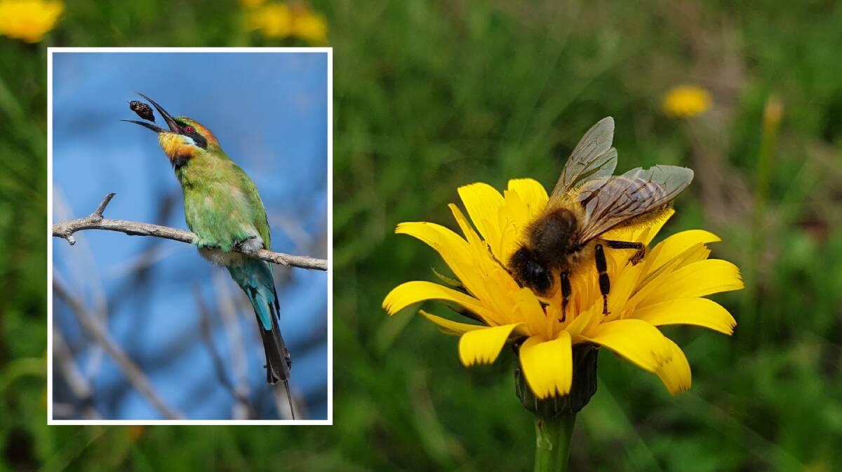 CIRCLE OF LIFE: Although the Rainbow Bee-eater prey's upon bees, it's reguitated leftovers are an important part of their prey's survival.