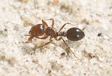 Red imported fire ant nest destroyed after biosecurity breach