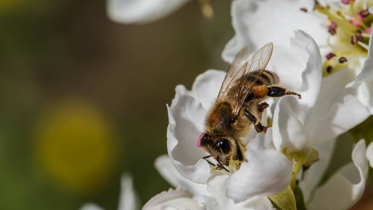 $500m almond crop facing D-Day without Varroa mite bee travel pass