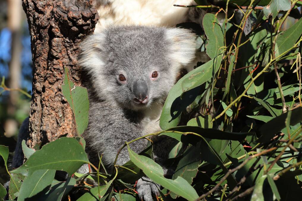 The iconic koala is in danger of becoming locally extinct in some states. Picture by Robert Peel