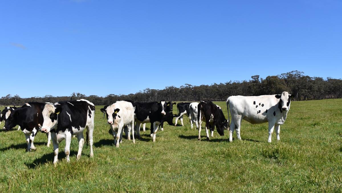The extra attention to their heifer rearing and transition program had reduced their replacement rate to 25pc.