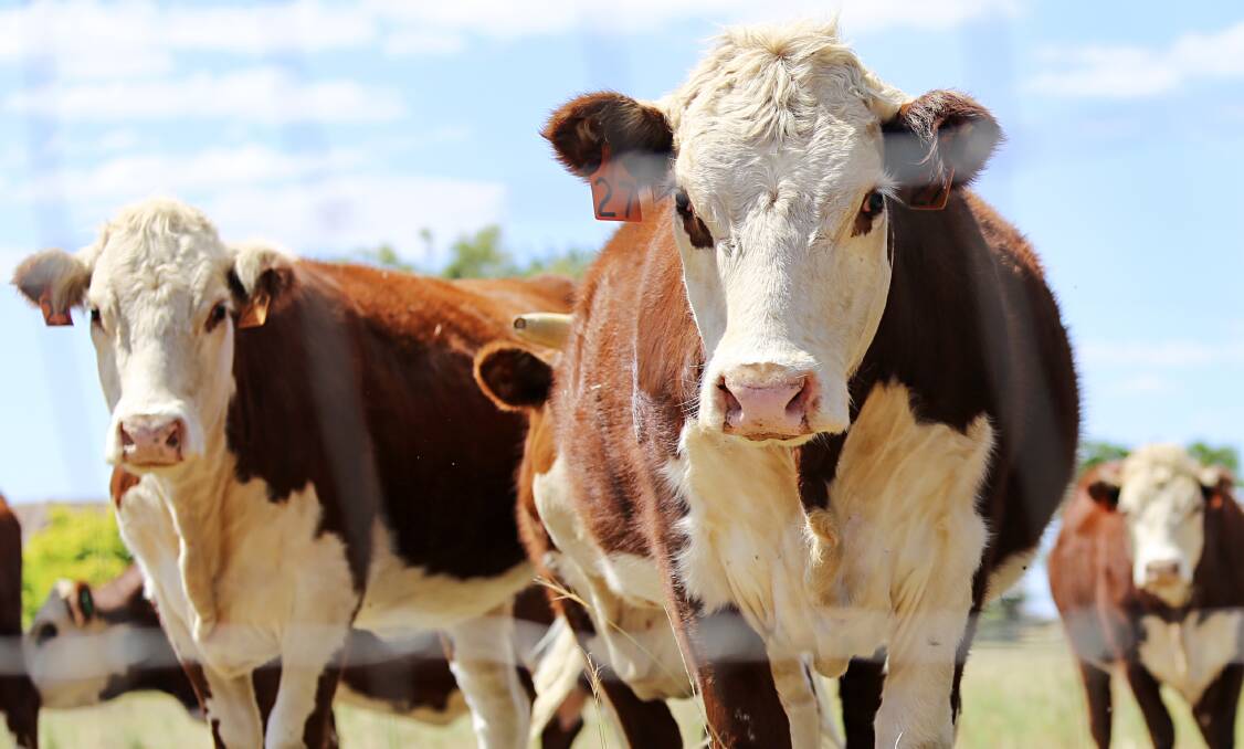 About 2.6 million head of cattle have been killed so far in 2019, which leaves 5.53 million head if slaughter is to hit the target.