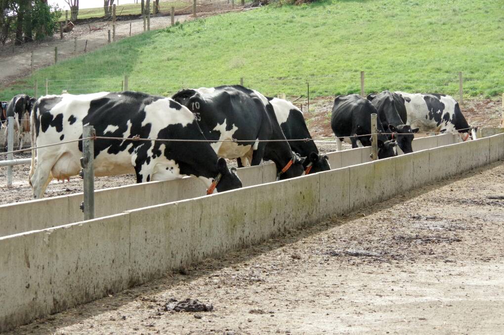 Cows participating in the experiments at Ellinbank Research Farm were fed silage on a feedpad to mimic a grazing system. Photo: Jeanette Severs.