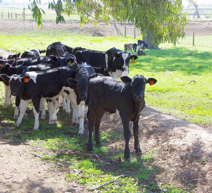 Calves are moved from the pens into calf-raising paddocks until they are 10 months old.