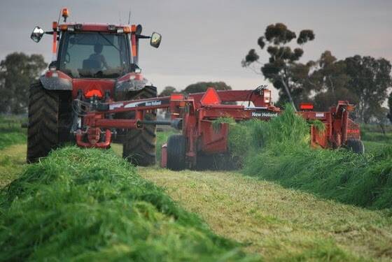 The obvious problems when looking to harvest silage from pugged areas will be the roughness of the ground and its effects on equipment and the operators. Photo: Agriculture Victoria.