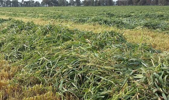 Rain on curing silage can lead to a decline in quality and quantity harvested.