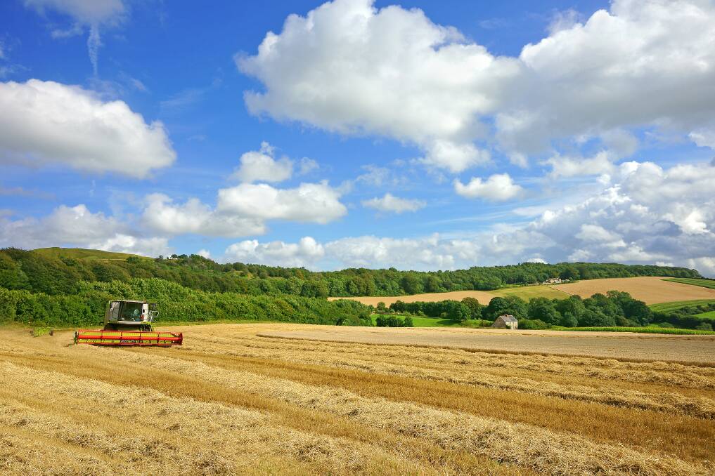 The UK produced a huge wheat and barley crop for the 2019/20 marketing year. Photo by Shutterstock