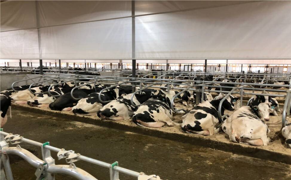 Getting the design principles right for a free stall barn design is so important. This is an example of a 10-row cross-ventilated barn with three feed lanes using curtain baffles over the head-to-head stall platforms. Photo: The Dairyland Initiative