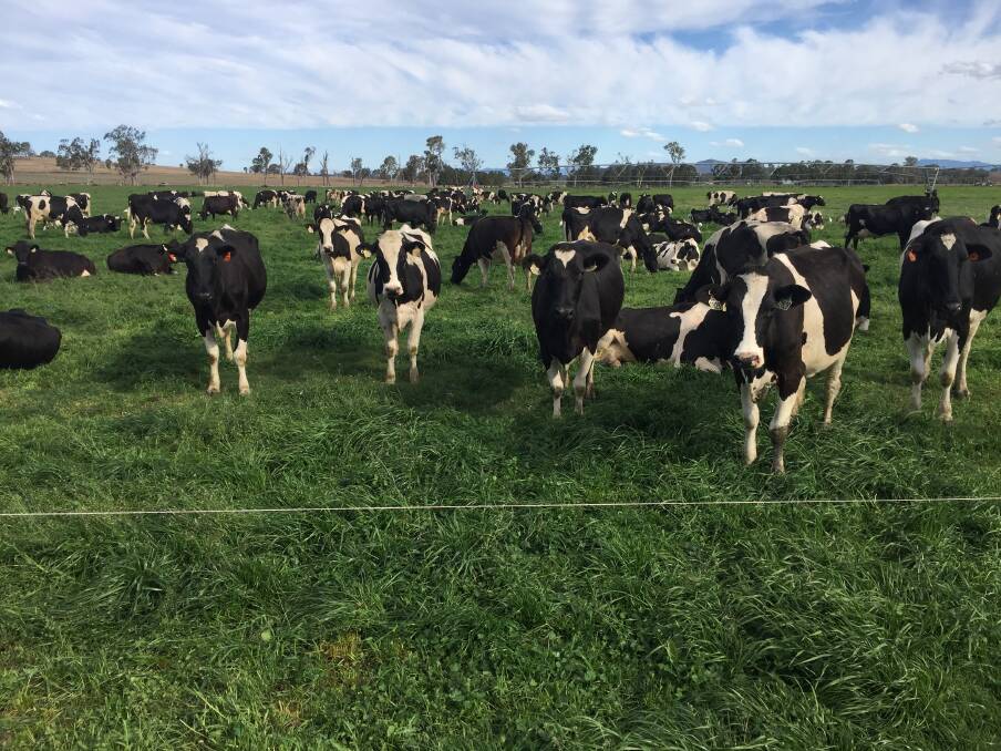 The Roderick family is milking up to 350 cows, trialling milking three times a day over the spring period.