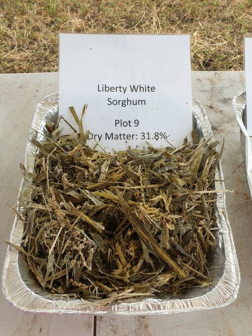 White grain variety 'Liberty' has shown superior starch concentrations and digestibility compared to red grain sorghums.