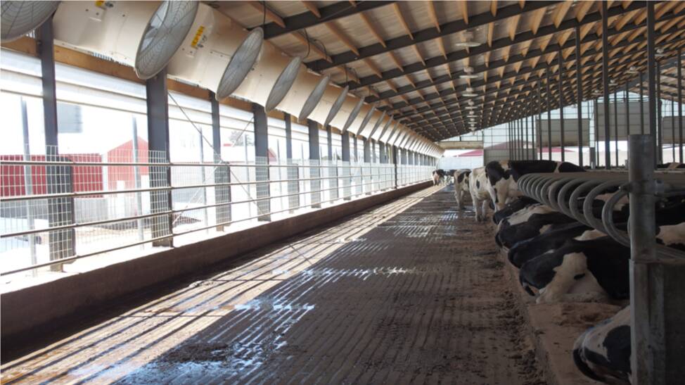 A positive pressure hybrid barn with 91 centimetre fans located along each sidewall every 3 metres in a four-row head-to-head barn. Photo: The Dairyland Initiative/Dr Gordie Jones, Hank Wagner