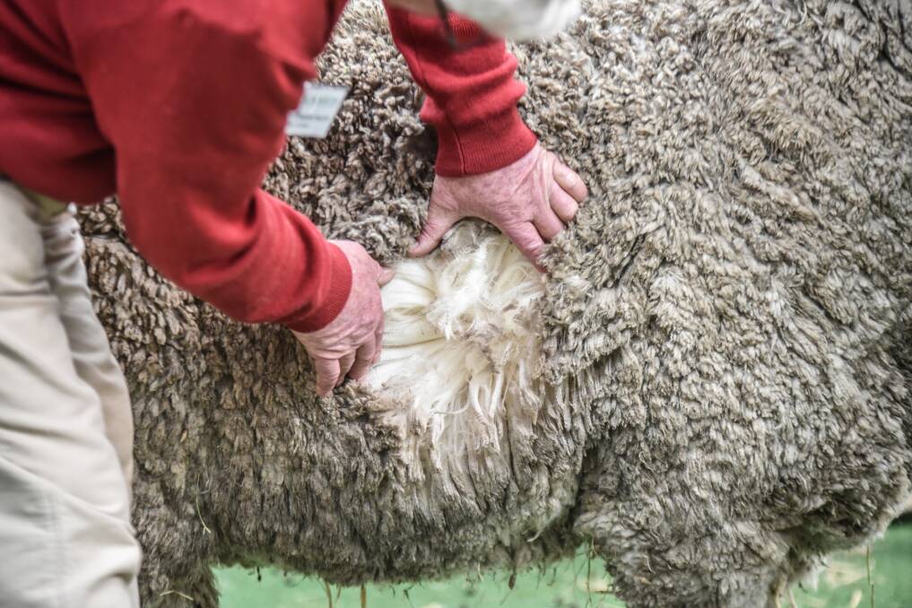 Quality Tasmanian wool bolsters first day of auctions