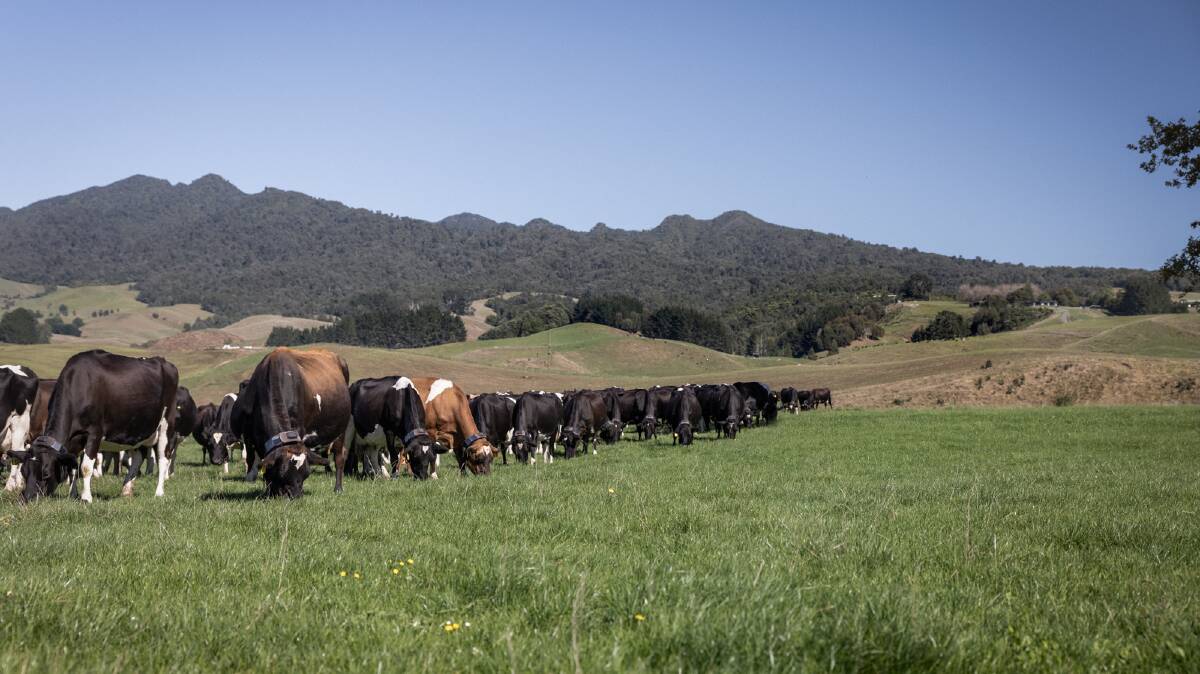 NZ dairy farmer Peter Morgan is able to fence to any break shape and move cows between breaks, paddocks or anywhere on the farm, including to the dairy using virtual fencing technology. Picture supplied