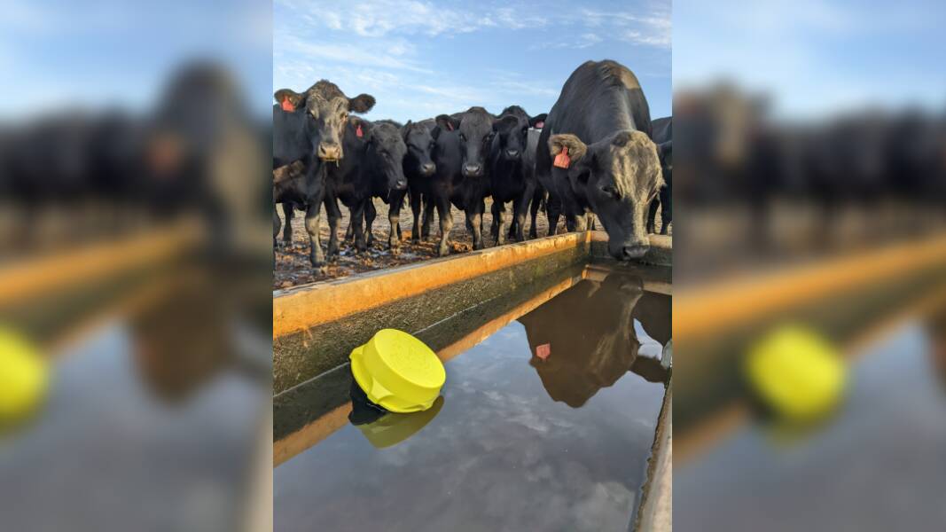 The Water Rat alerts farmers when there is a problem with their cattle's water supply.
