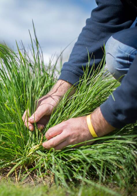 The Forage Value Index was initially launched in 2017 for perennial ryegrass and has been updated on a yearly basis since then.