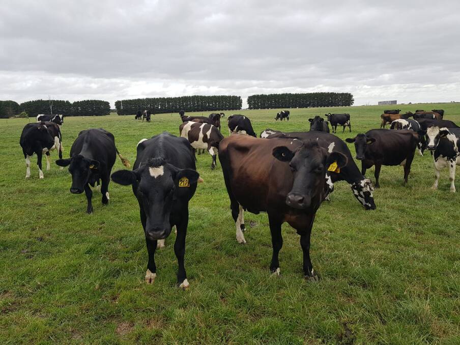 The herd is a mixture of breeds - Holstein, Jersey, Kiwi-cross - but predominantly Holstein-Jersey cross.