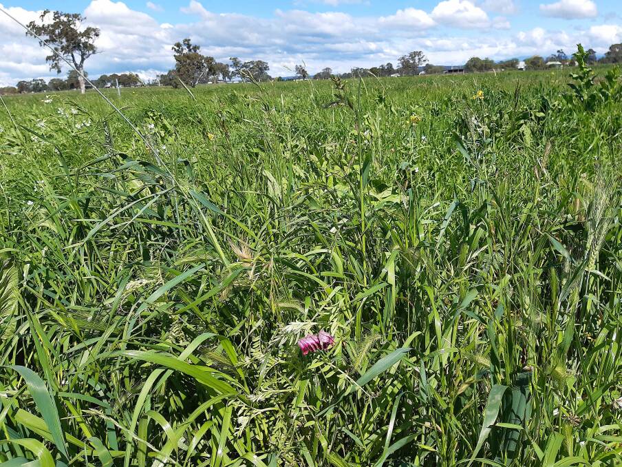Multispecies cover crops like this will be trialled on recently laser-graded paddocks.