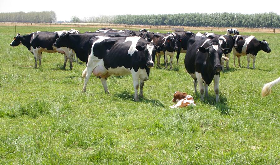 Getting a real handle on herd fertility involves juggling multiple figures - like six-week in-calf rate, three-week submission rate, empty rate, conception rate - and it requires sustained effort over the whole year.