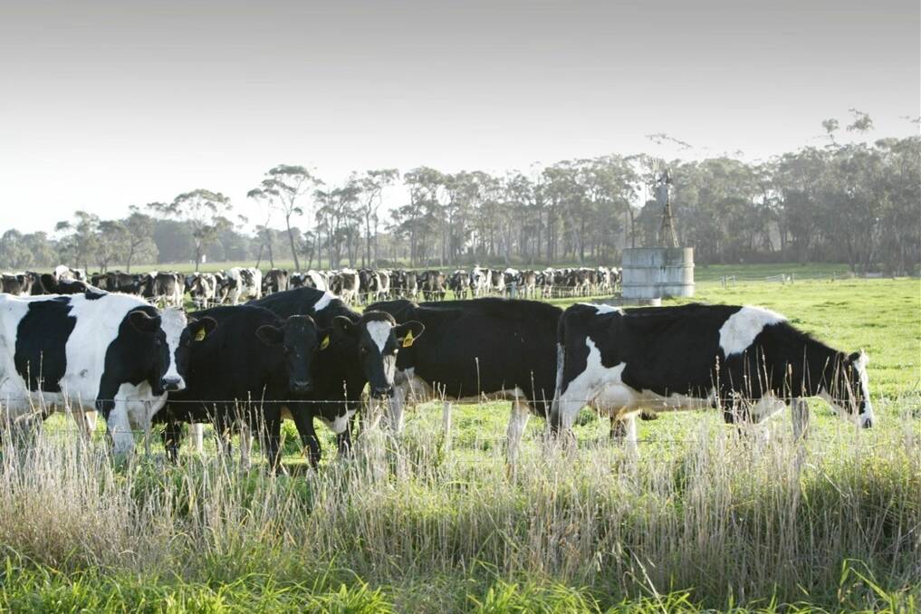 Recent research based on farmer experiences in New Zealand has indicated it may be possible to extend the interval between milkings without significantly reducing milk production.