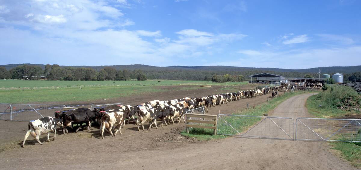 When walking to the dairy, a few dominant cows will set the pace, and the other cows follow. Photo by Shutterstock/John Carnemolla
