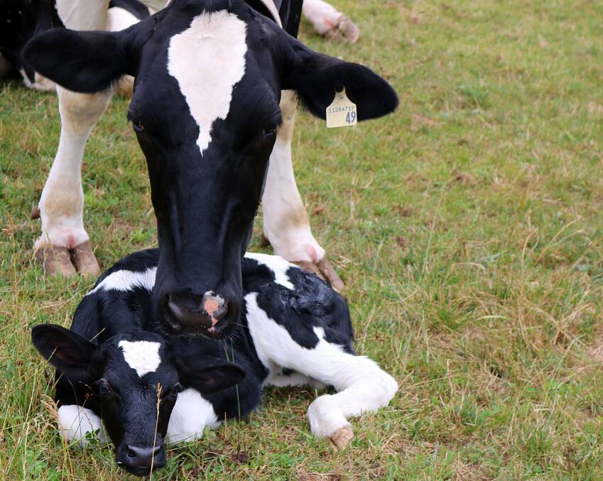 A stepped approach was key to Australia phasing out routine calf induction - improving calf and cow welfare. Photo: Diane Kuhl/Shutterstock.