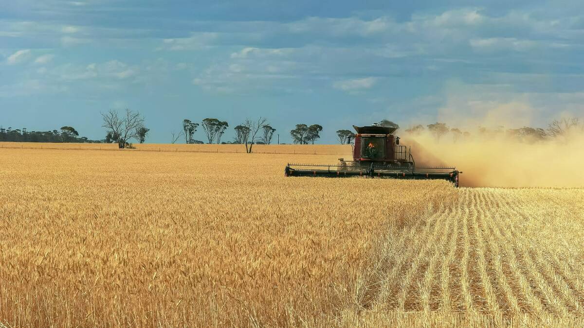 A national wheat crop of under 14.5 million tonnes is looking highly probable.