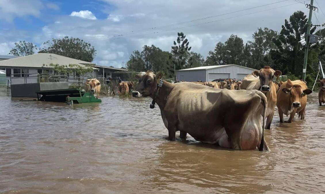 Jersey cows at Ruthven, NSW, survived total inundation. Photo by Lizzy Chappell.