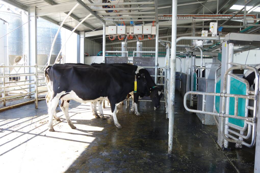 Sheriden Williams said using automated milking systems means the cows choose when to be milked, which means better animal welfare; and installing AMS means they can increase their herd size.